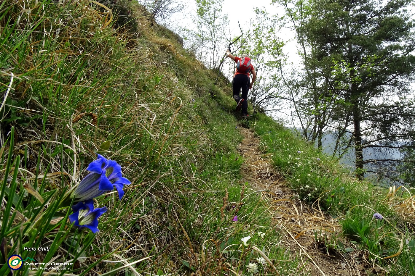 18 Genziana di Clusius (Gentiana Clusii).JPG -                                